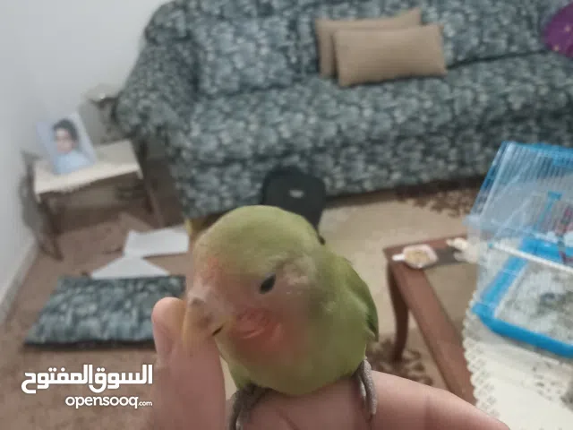 اسمه زعتر  مروض