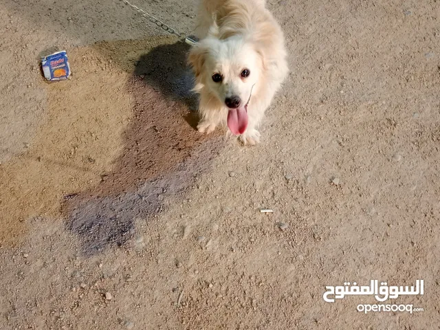 جلبه زينه للبيع