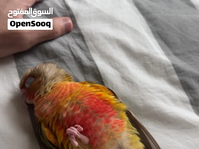 كنيور دبل ريد فاكتور