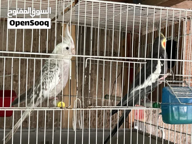 متاح بفضل الله كوبيا كوكتيل اقرأ الوصف