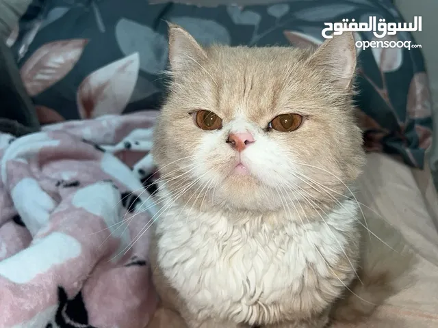 قط ذكر للتزاوج بيكي فيس على شيرازي بس تم تحليقه