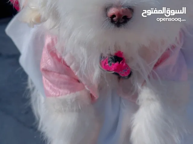كلب ذكر مالتيز للبيع عمر خمس شهور