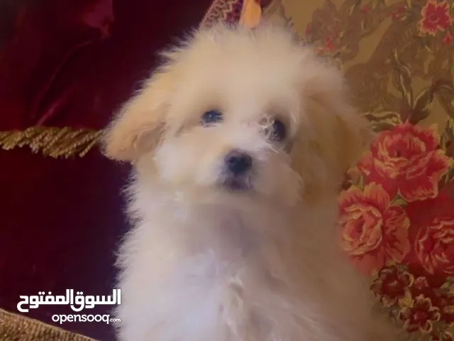 ماشاء الله بجنن مالتيبو كتير أليف بحب يلعب مدرب روعة اذا بدك صديق مخلص الك دايمًا وكتير نظيف