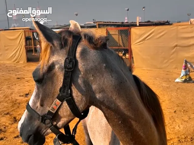 خيل بدون جواز