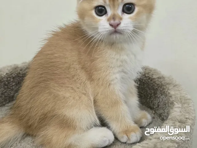 Scotish fold -Golden Chinchilla NY12سكوتش فولد ذكر