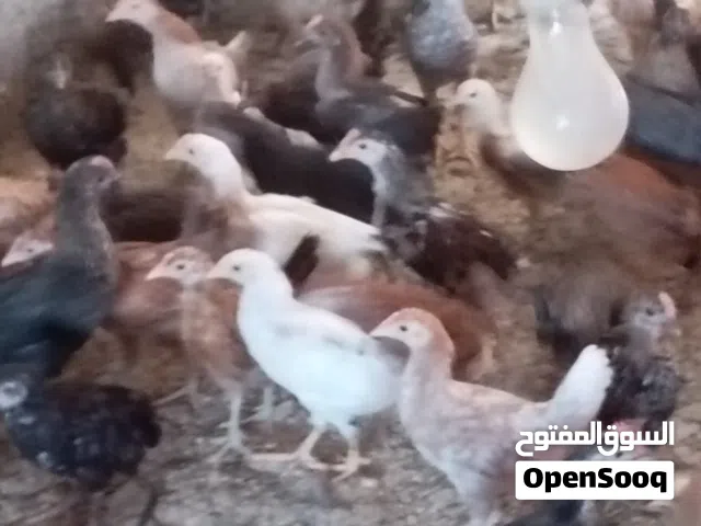 Omani chicken