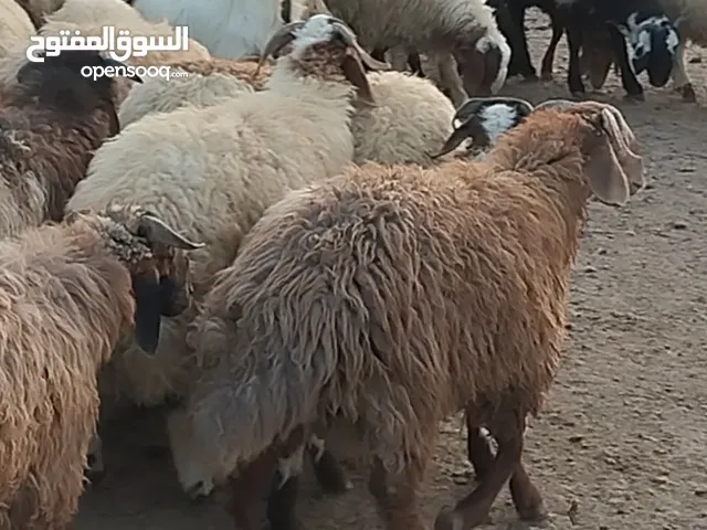 خرفان خروف بلدي جميع الاوزان متوفرة