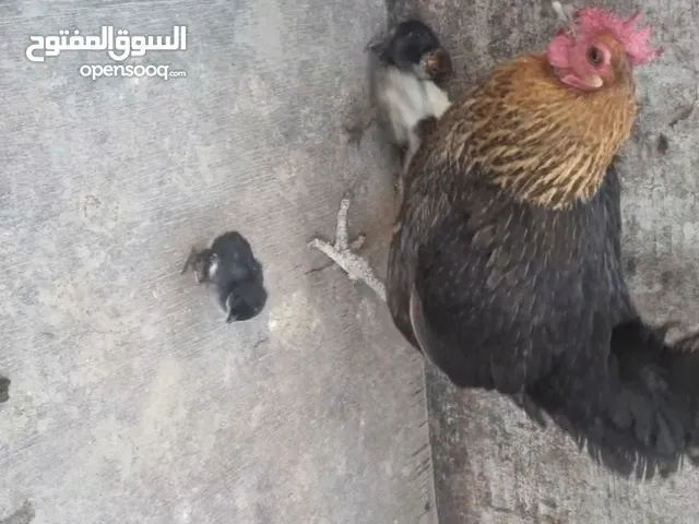 دجاجة عربية تحتها 11