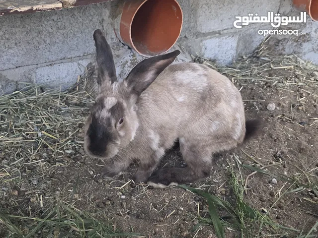 ذكر ارنب سابل امريكي للبيع او البدل