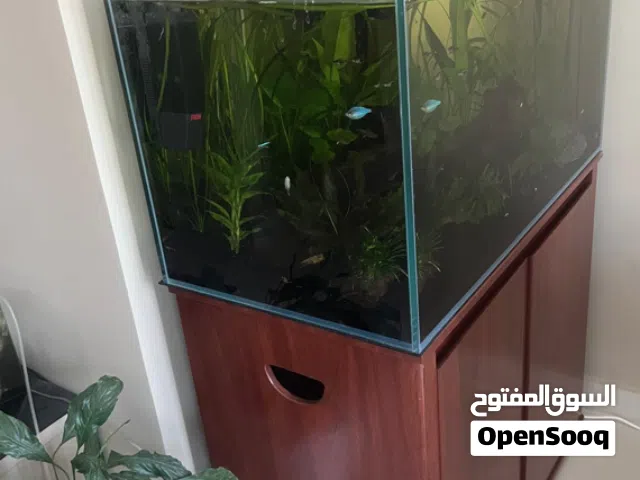 Premium Aquarium with premium accessories and premium fish