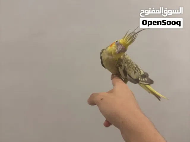 كروان انثى النوع مشجر (عمر حوالي 10-9 اشهر) – دفع فوري بالكويت + استلام سريع