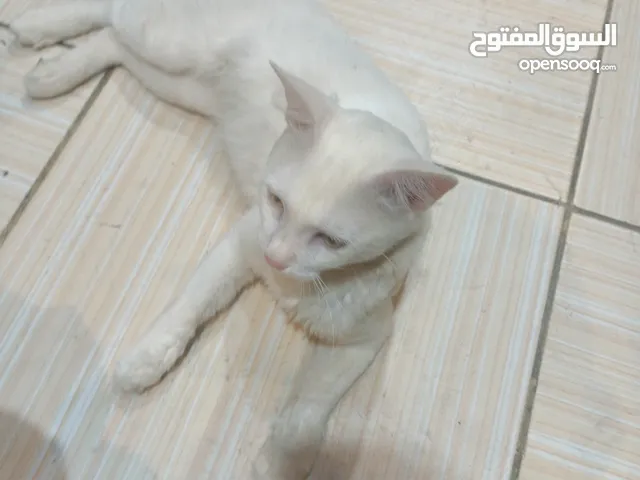 قطه للبيع في عبري المرتفع