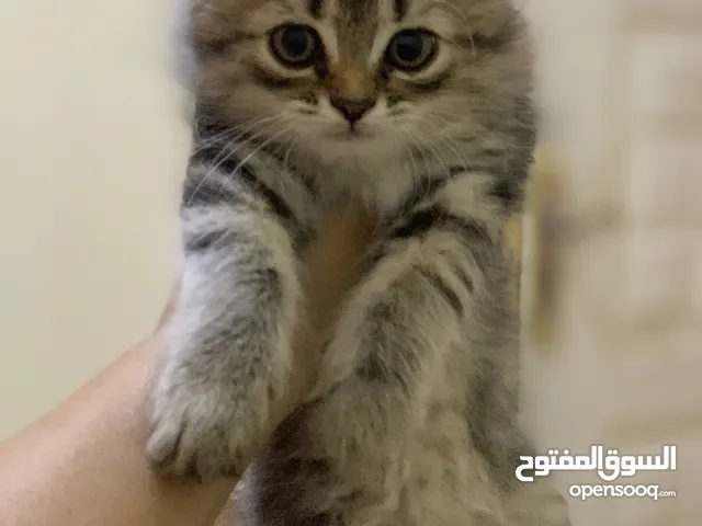 قط هيمالايا صغير مستوى عالي