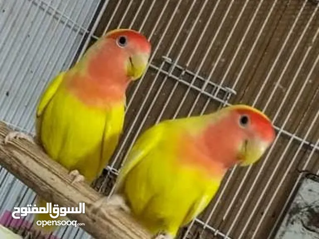 متاح مجموعه قصوص روز لاتيني و روز البينوا شغالين ممنوع التجار منعا للاحراج المكان العبور