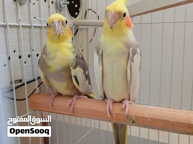 كوبية كوكتيل اقري الوصف