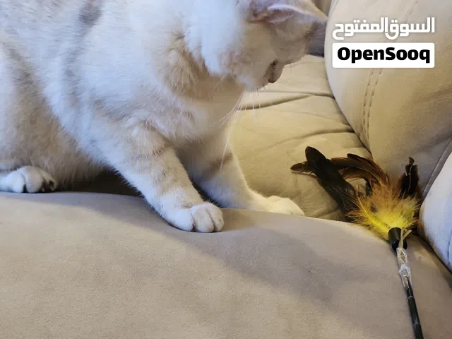 قط بريتش شورط هير