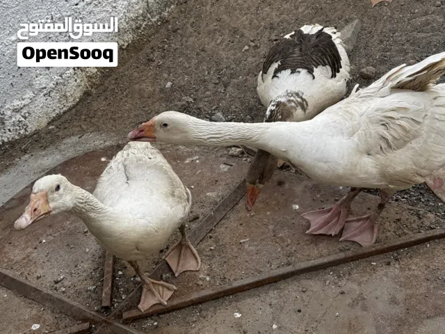 البيع وز ذكور واناث