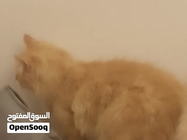 سكوتر درفت الاصلي