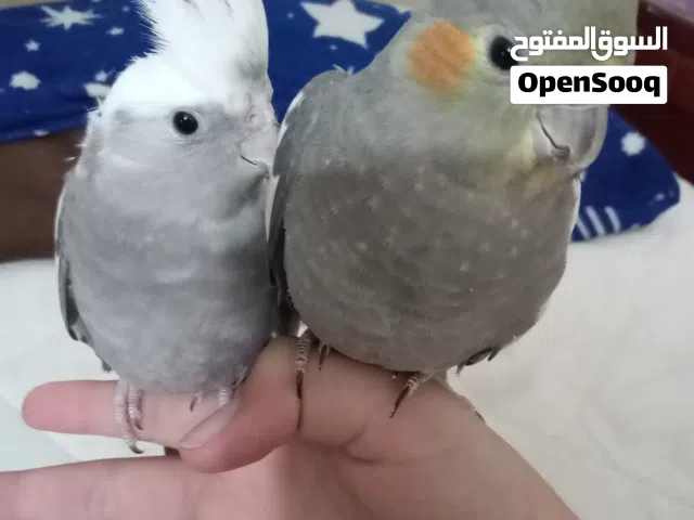 اندر نوعين كوكتيل ذكر وايت فيس انثى رمادي بالكامل بسعر الحرق وغير قابل للتفاوض مروضين جوز