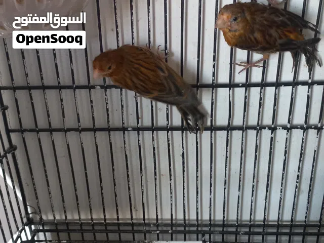جوز كناري رازا نحاسي شغال