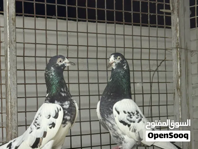 للبيع طيور باكستانية اقرا الوصف