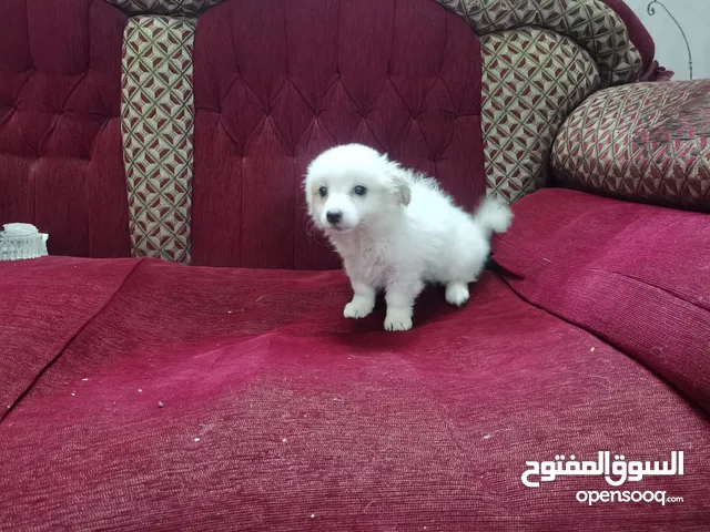 كلب انثي لولو فوكس