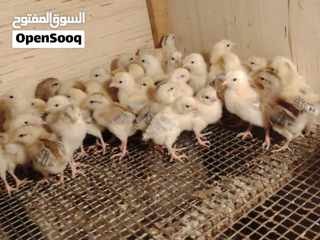 سلام عليكم  متاح افراخ كويتي مطوك كريمي بيهن دندراوي  عمرهن 10ايام عددخير من الله عنوان ابوخصيب