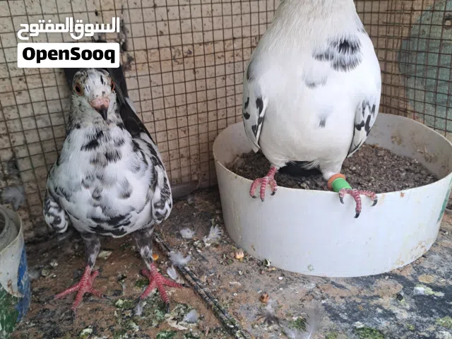 جوز حمام للبيع