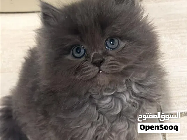 قطط للبيع مكس شيرازي شانشيلا لون سكني