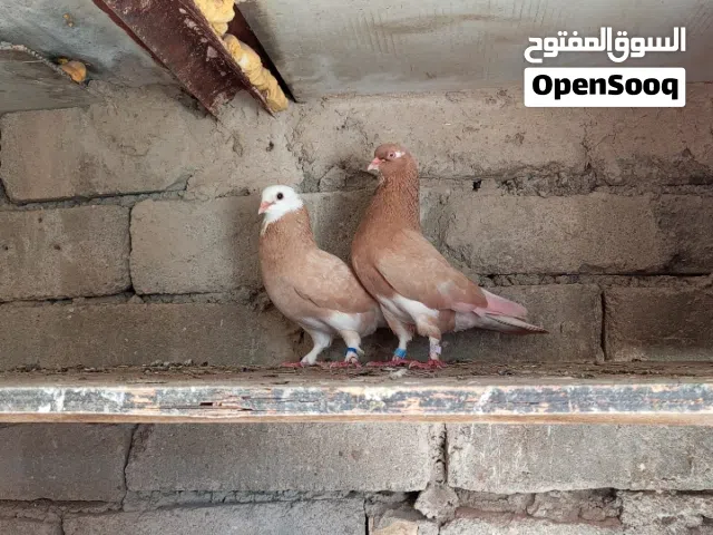 زوج حمام لبيع