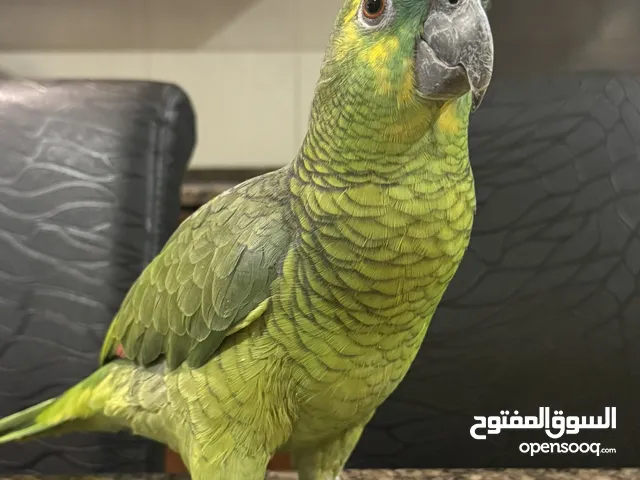 بلوفرنتد اليف جدا متكلم قووي جدا سوره الكوثر وكلام مميز باقي التفاصيل بالوصف