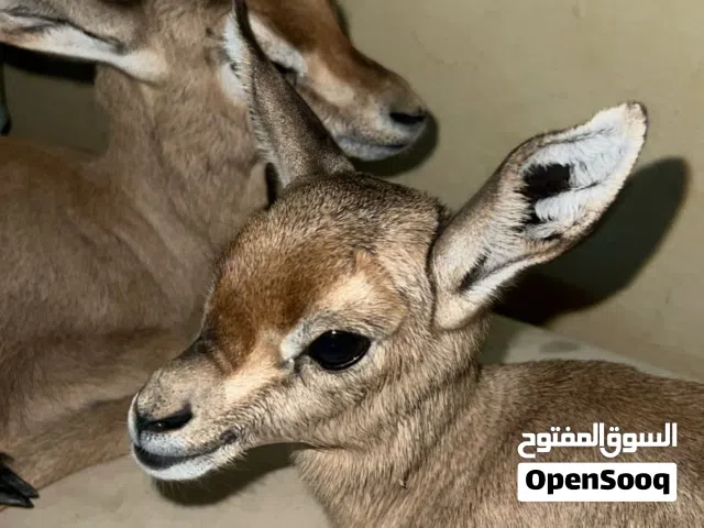 غزلان الدماني للبيع