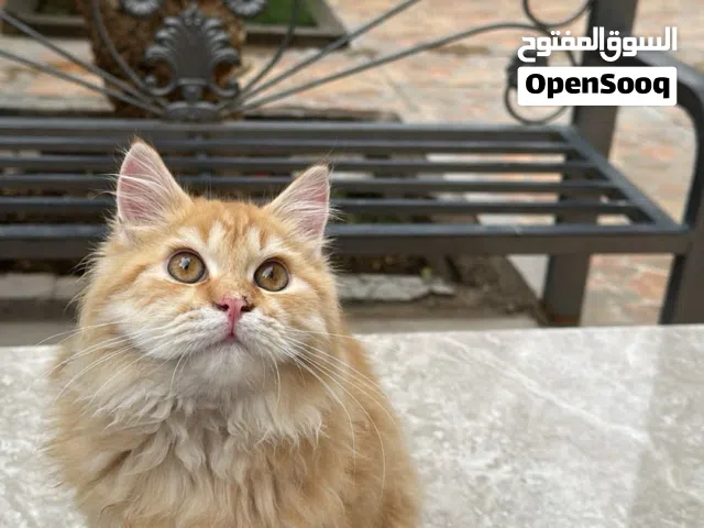 قطه للبيع عمرها 7 شهور