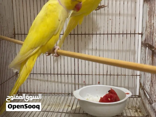 للبيع دره الاصفر