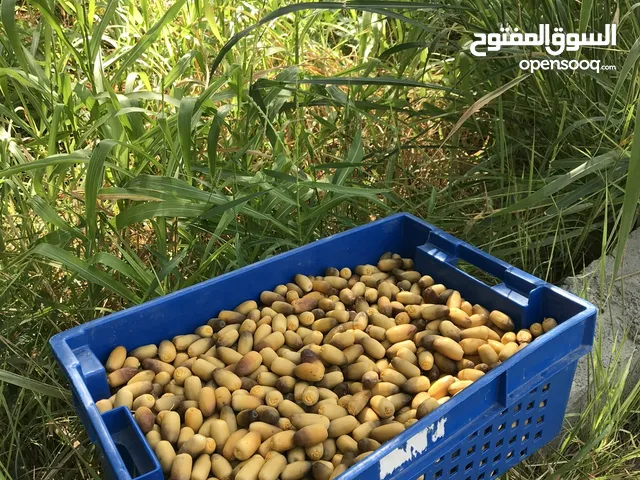 متوفر رطب النعال 20 كيلو واحده ب 8 ريالات فقط