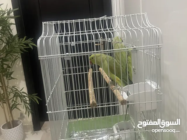 ‏ ذكر وأنثى
