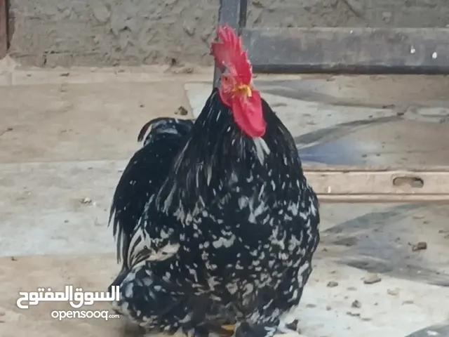 فراخ كوشين قزم بلاك موتيلد شغالين والنتايه بتبيض حاليا