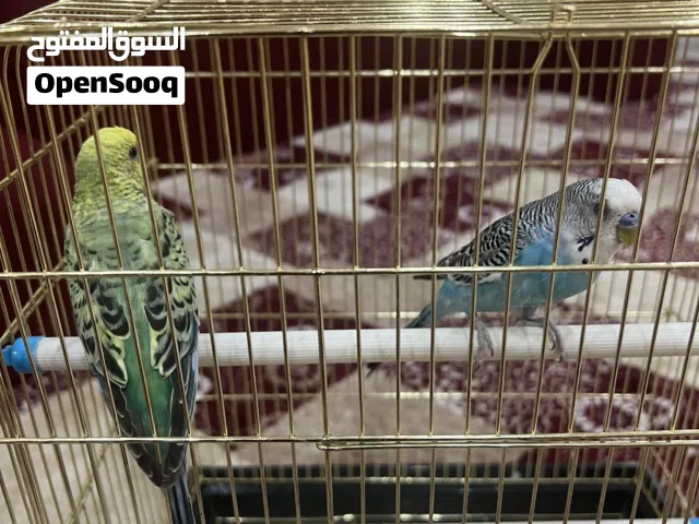 طيور بادجي
