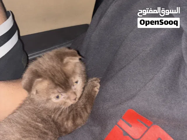 قط سكوتش فلود للبيع