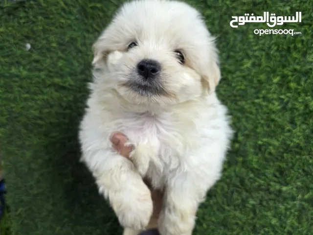 جراوي جريفون الماني بيور 45 يوم