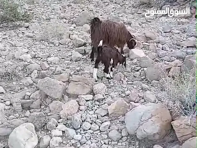 شاه تحتها جدي ثلاث اشهر رحبي