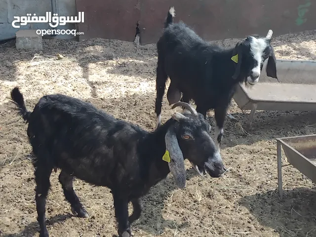 local goat female and male shomali