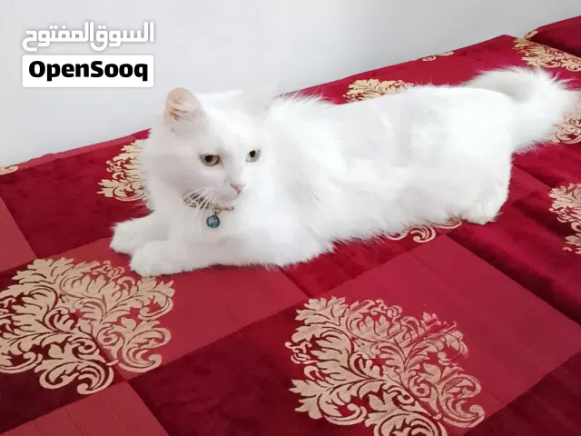 بيع قطة وصغارها