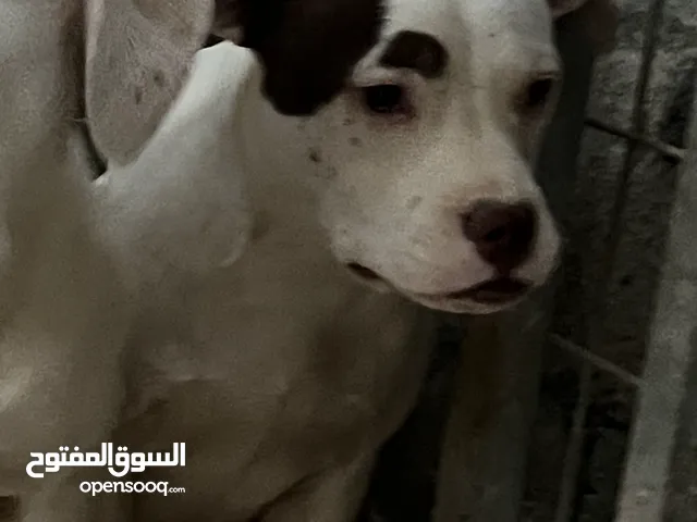 بيتبول رد ناوز