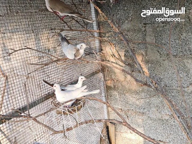 حمام عفاد للبيع