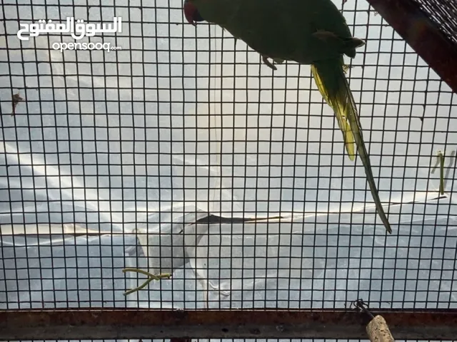 ببغاء دره غير أليف للبيع أو بدل