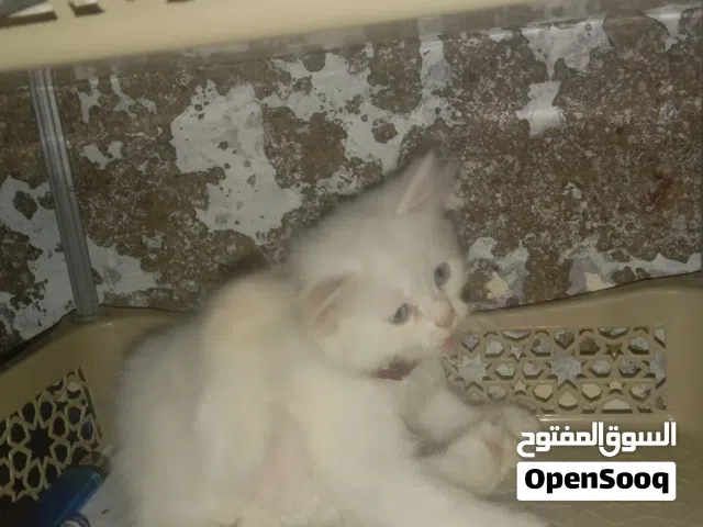 a@abdulkader