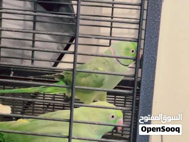 Big cage with pair green ring neck parrots
