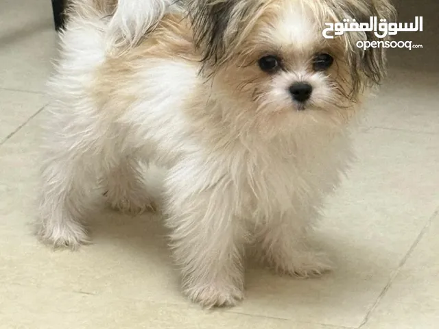 fox Maltese, كلب فوكس مالتيز