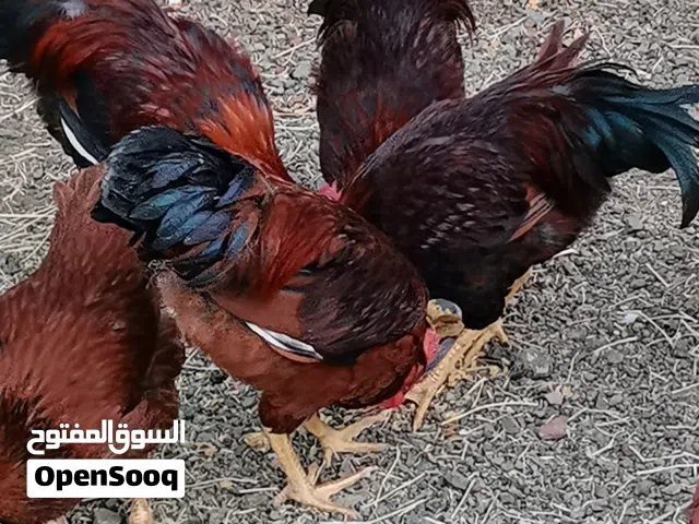 دجاج فرنسي احمر للبيع